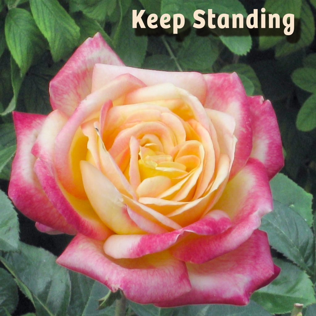 Pink and Yellow Rose - Keep Standing Title Screen